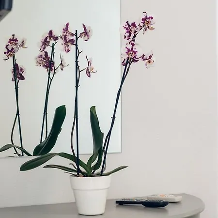 Village & By Zante Plaza (adults Only) קרי